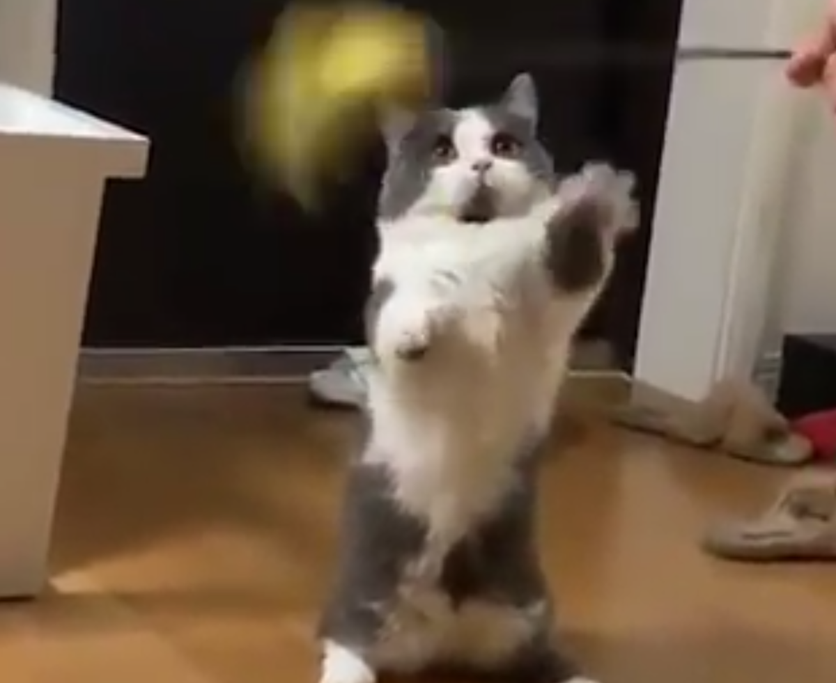 Кадр видео facebook.com/9GAG