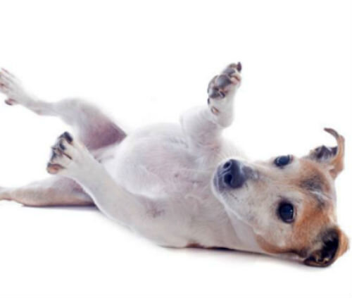 Собака подволакивает заднюю лапу: причины и лечение
