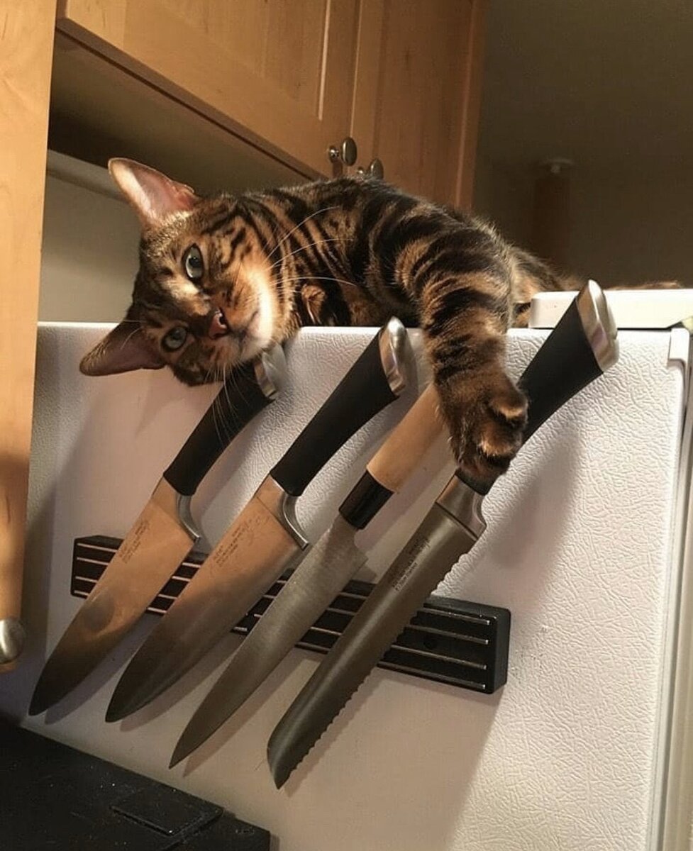 Опасные кошачьи
