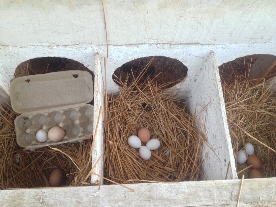 Гнезда для кур с яйцесборником
