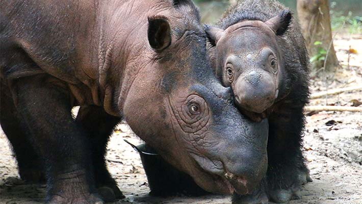 https://taronga.org.au/sites/default/files/content/animals/body-sumatran-rhino-710.jpg
