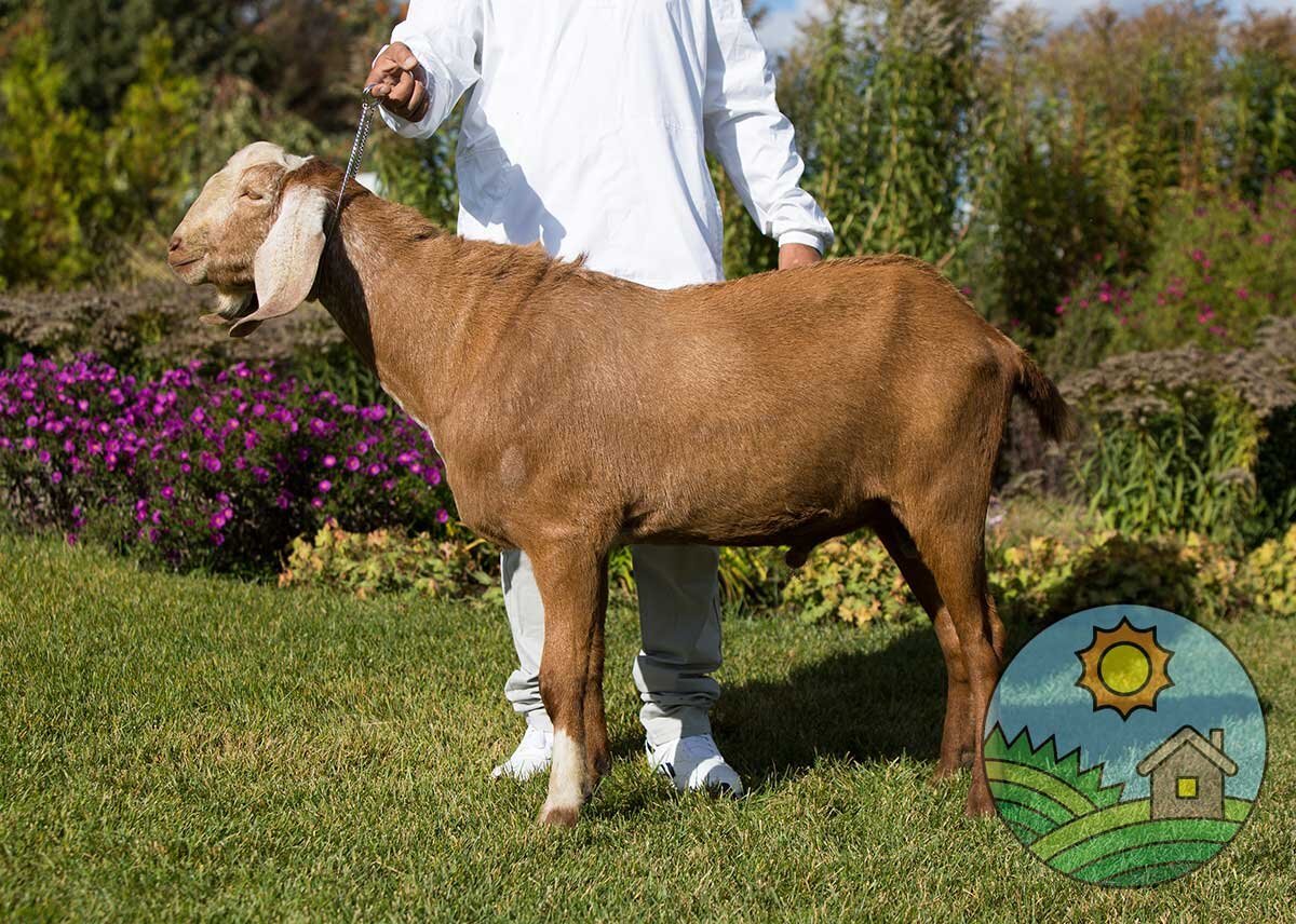 Дик - англо-нубийский козел