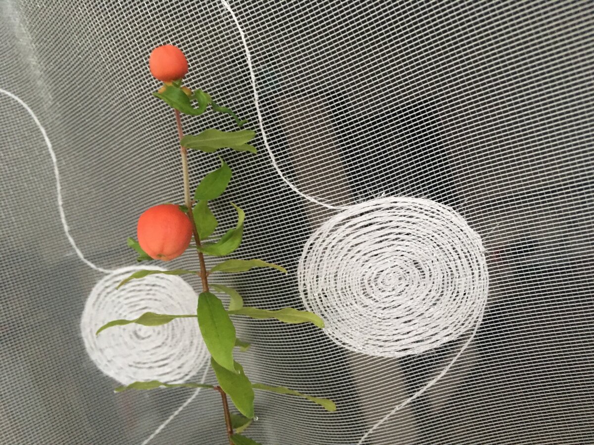 Плоды карликового граната.