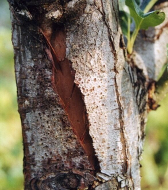 Трещина в стволе дерева. Морозобоины на яблонях. Морозобоины коры плодовых деревьев. Морозобоины коры плодовых деревьев. Трескаются стволы деревьев.