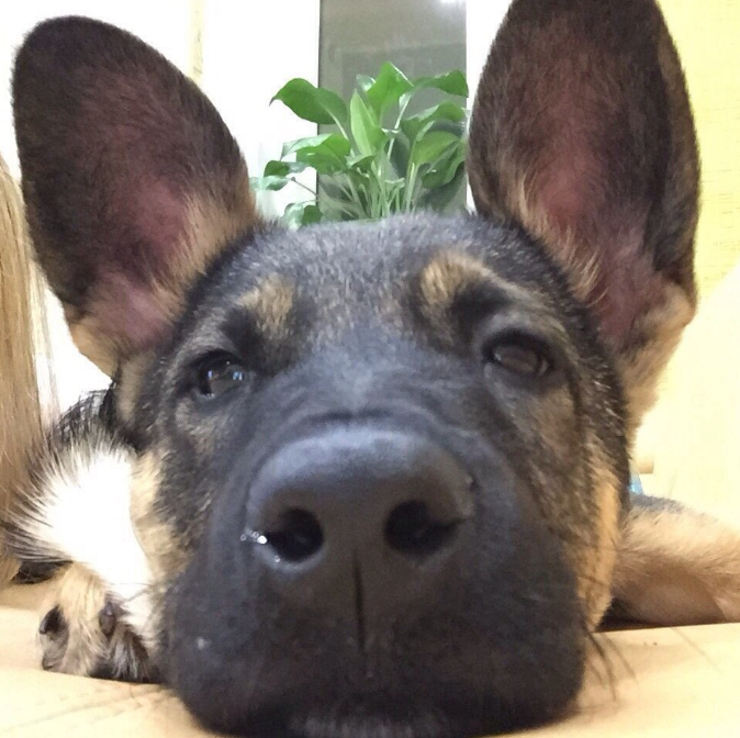 Боня. С ВК-странички Оксаны Гориной.