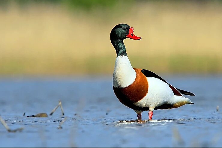 Утка пеганка (атайка)