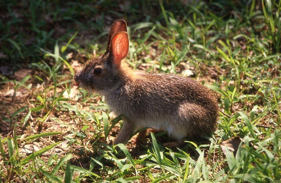 Этот заяц. Китайский заяц (лат. Lepus sinensis). Lepus Tolai. Зайцеобразные звери Коста-Рика. Лазающий заяц.