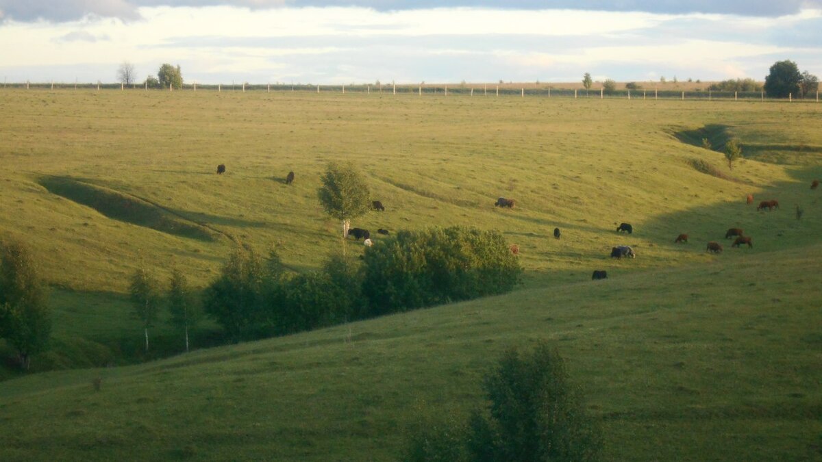 Дикое поле. Фото: Мирон Боргулёв