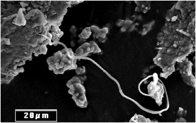 В метеоритах видны останки микробов-пришельцев. 