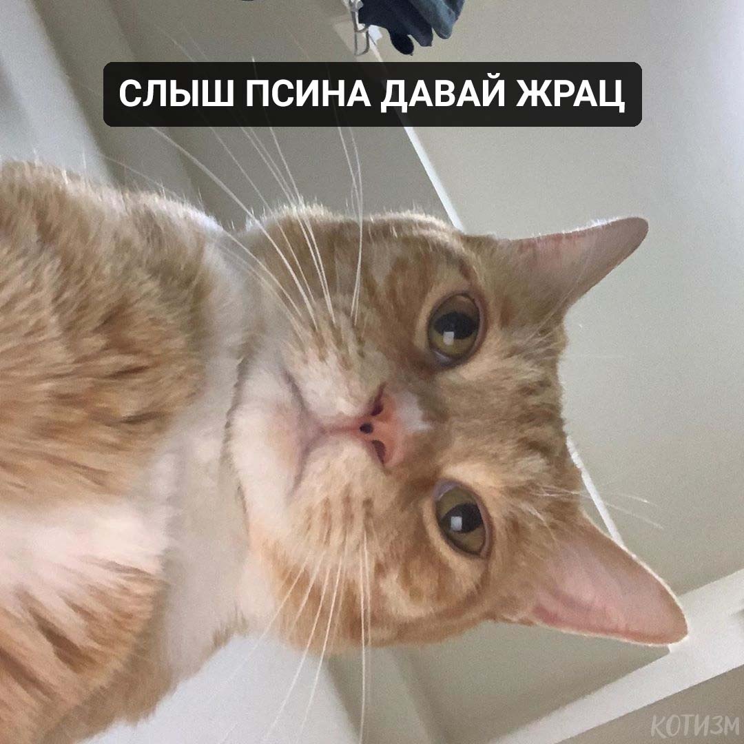 Стырено с вк (но очень похоже на Йосю)