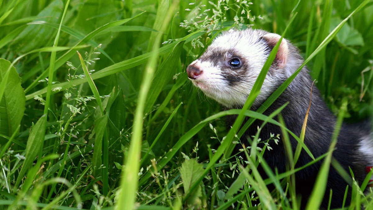 Интересный факт: Хорьков относительно легко тренировать и обучать.
