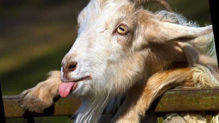 Ну ты и козёл. Какая польза от козла в хозяйстве. Козёл зай"ик. Козы смешно. Смешной козел.