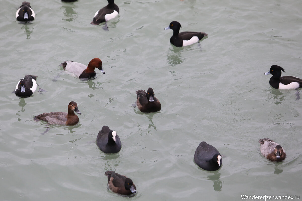 Утки в сочи. Утки астраханской области. Утки черного моря. Утки в сочи. Водоплавающая дичь с хохолком.