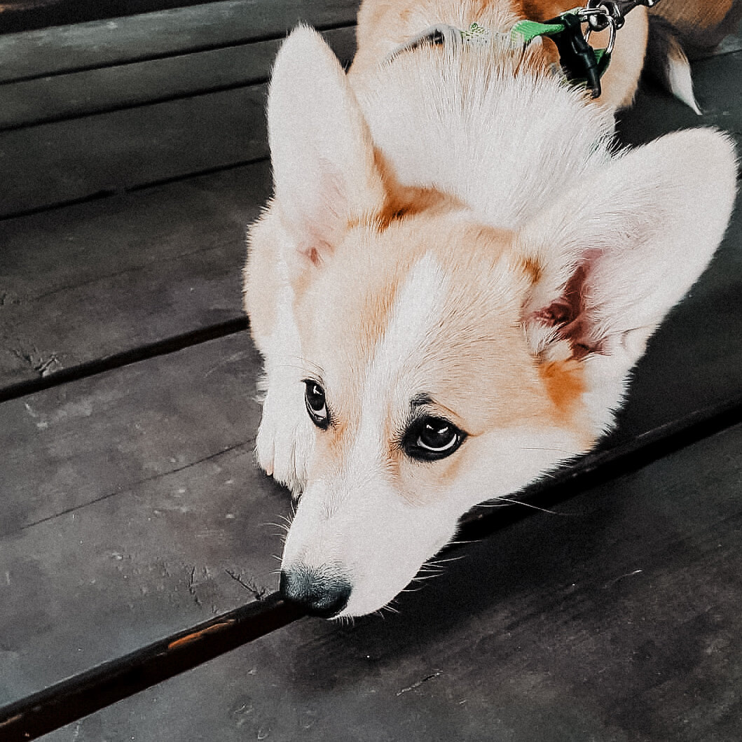 Корги нахулиганила и грустит после выговора (тут ей 4.5 месяца)