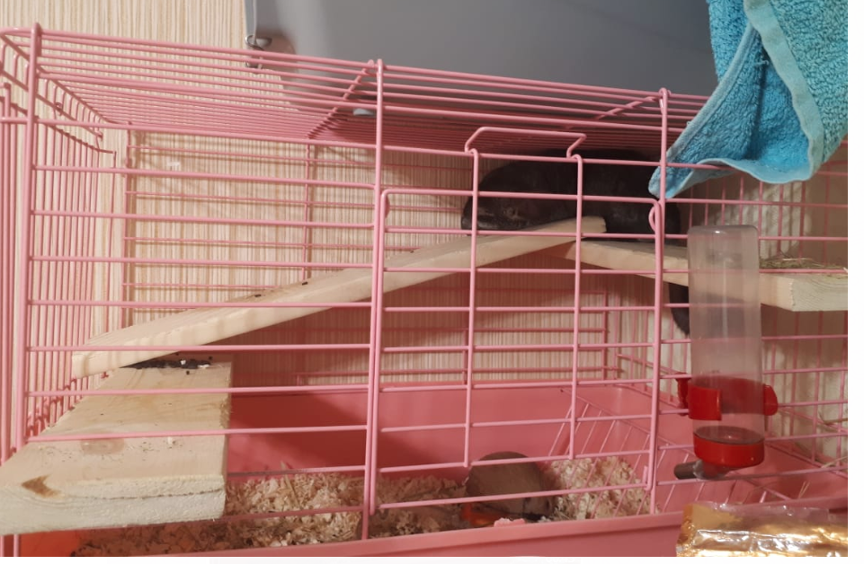 Клетка для Шиншилл, с устройством навесов из досок. Лайфхак  и фото Автора