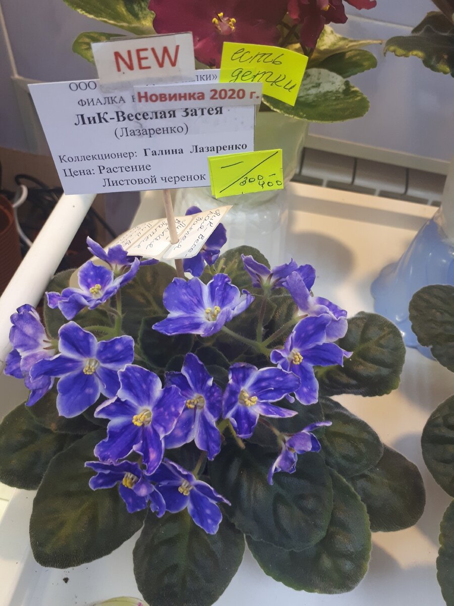 Люблю сорта как звездное небо