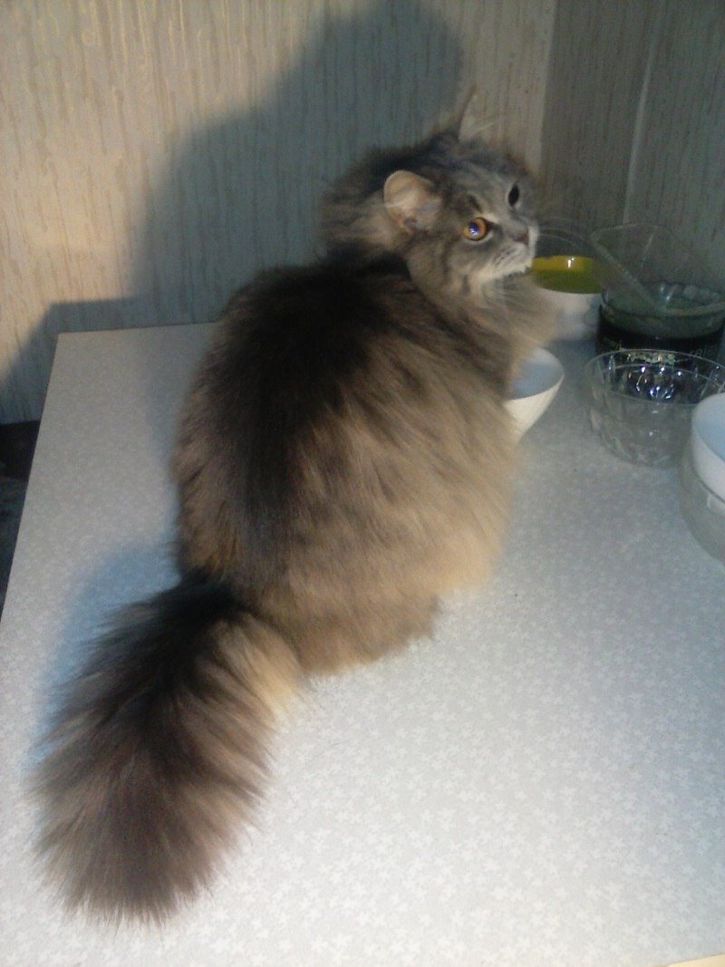 Пушистая Белочка, слепая на один глаз. Ей 3 года, стерилизована, к лотку приучена, чистоплотная, добрая, спокойная.