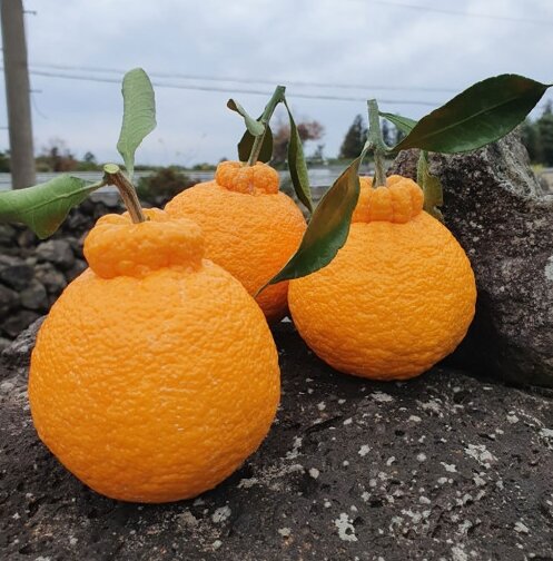 Халлабон фрукт. Халлабон фрукт. Лимон померанец гибрид. Мандарин декопан. Остров чеджу мандарины.