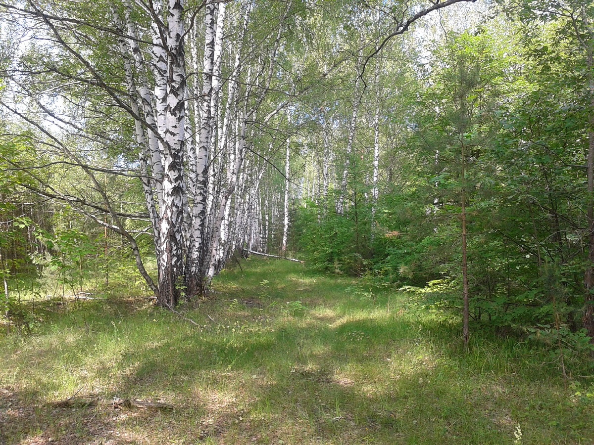 Лес, где я  обычно собираю грибы.