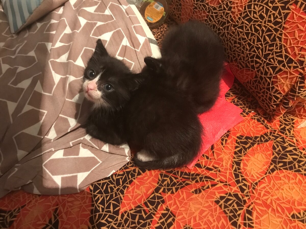 Вот такими мне принесли двух котят почти два года назад