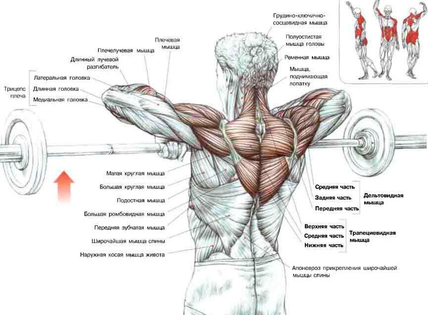 Как накачать широчайшие мышцы спины