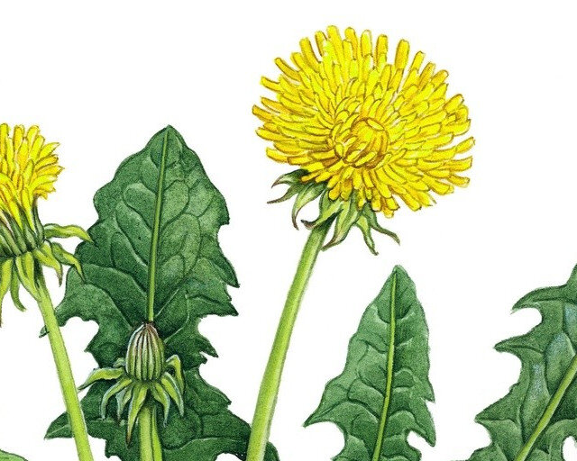 Целебными свойствами отличаются цветы, стебли, листья и корни одуванчика (фото: www.источник)