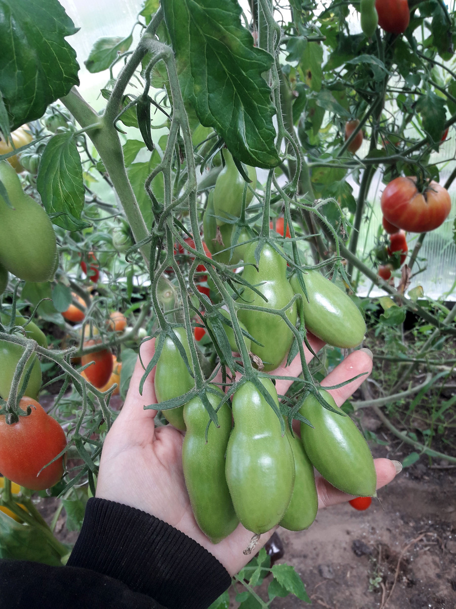 Кисти у томата "Ниагара" много-плодные, тяжёлые, требуют подвязки.