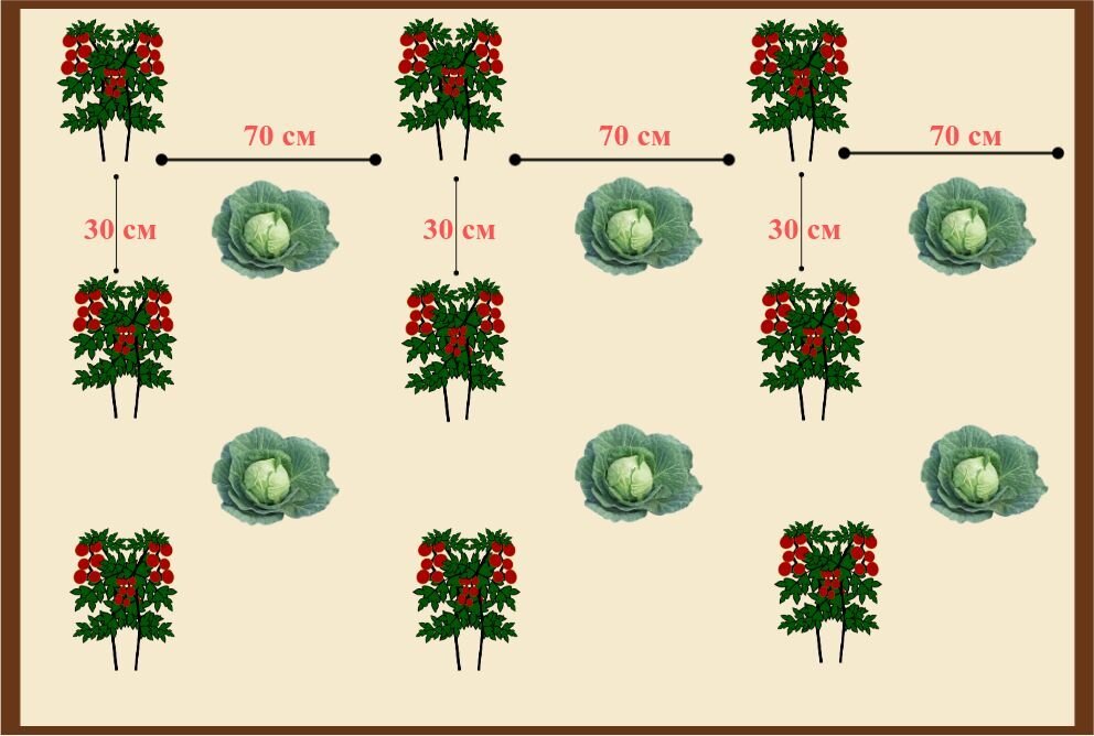 Схема посадки краснокочанной капусты
