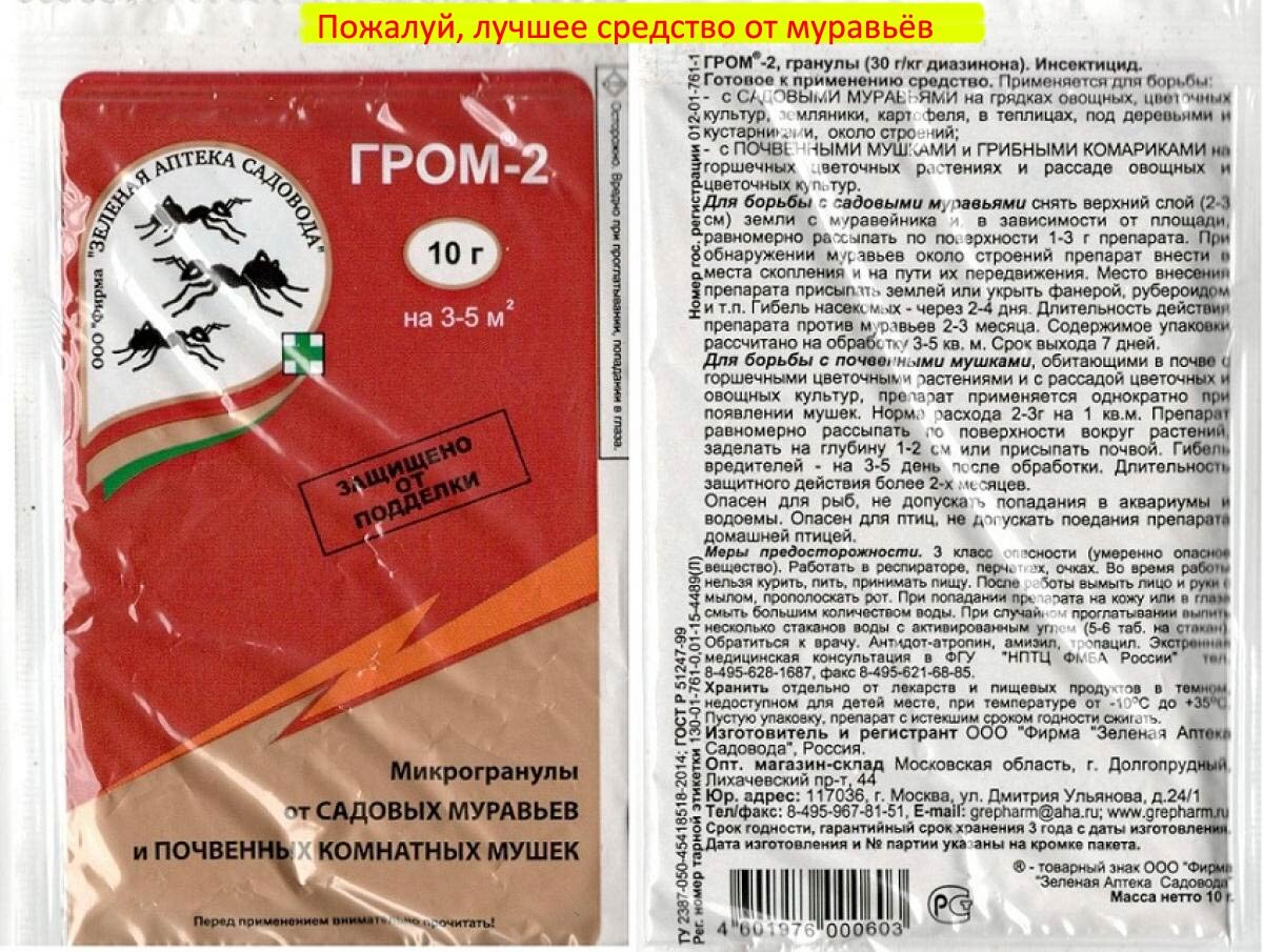 Не успел посадить томаты в теплицу, как завелись муравьи. Что эффективнее:  химия или народные средства? Наш опыт | Семья из Сызрани | Дзен