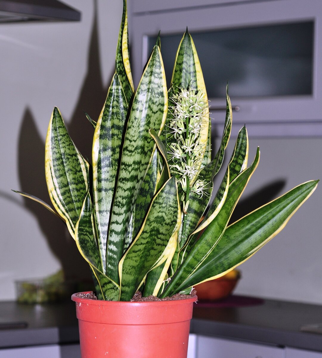 Sansevieria trifasciata С†РІРµС‚РµРЅРёРµ