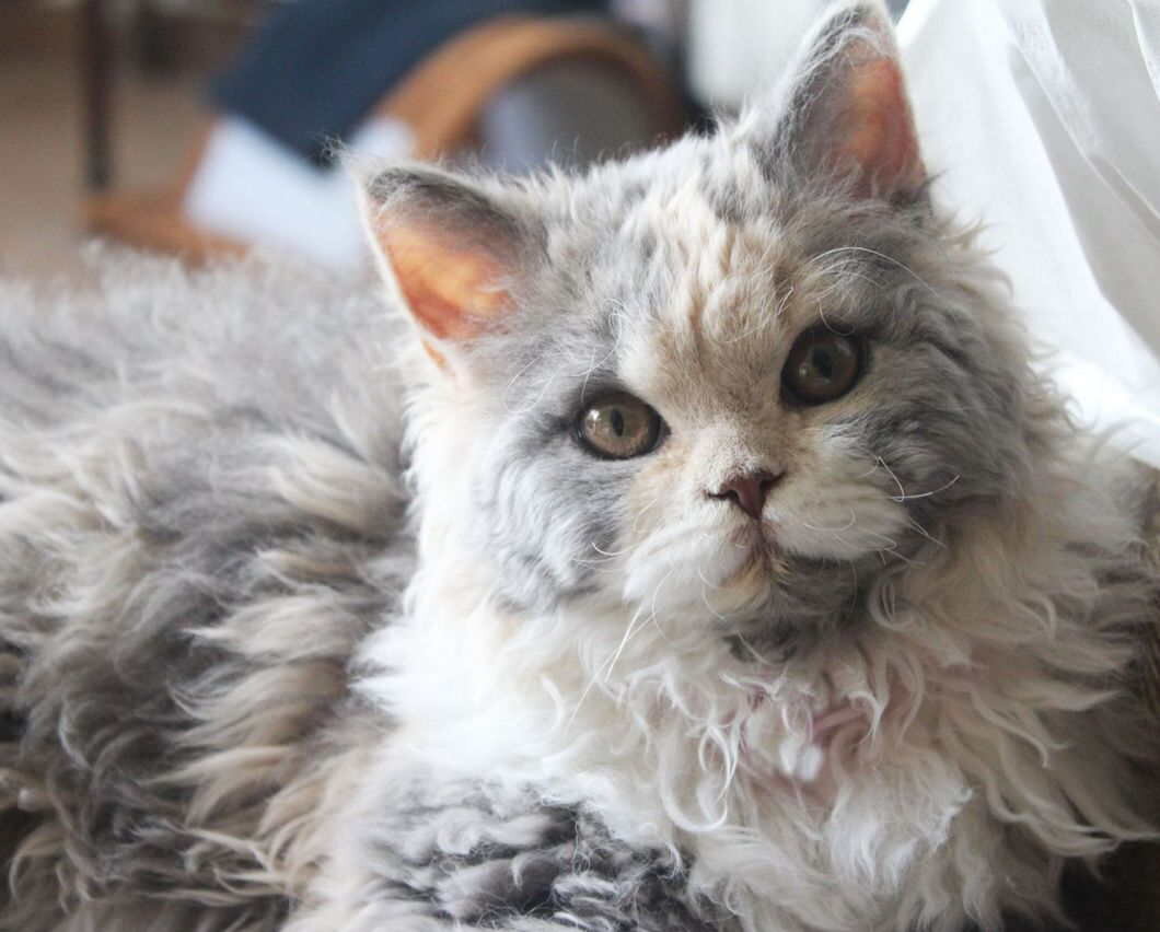 Селкирк-рекс