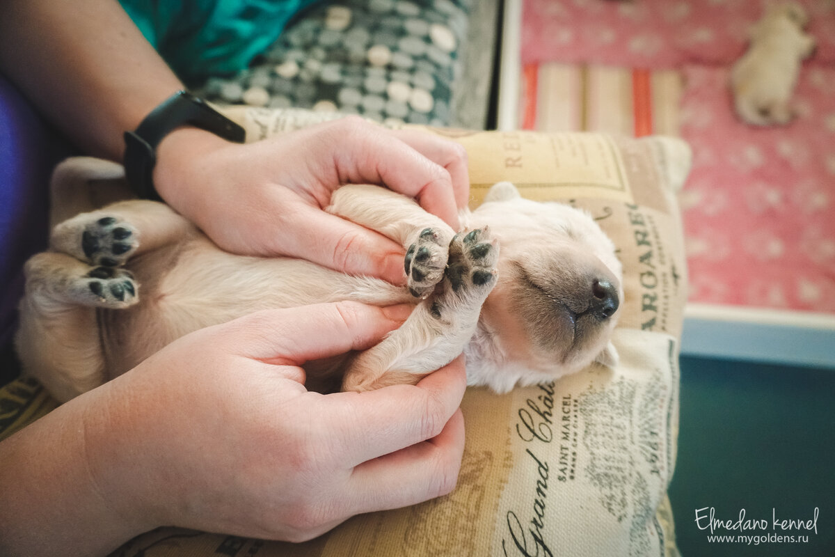Щенок золотистого ретривера в 1 неделю.
