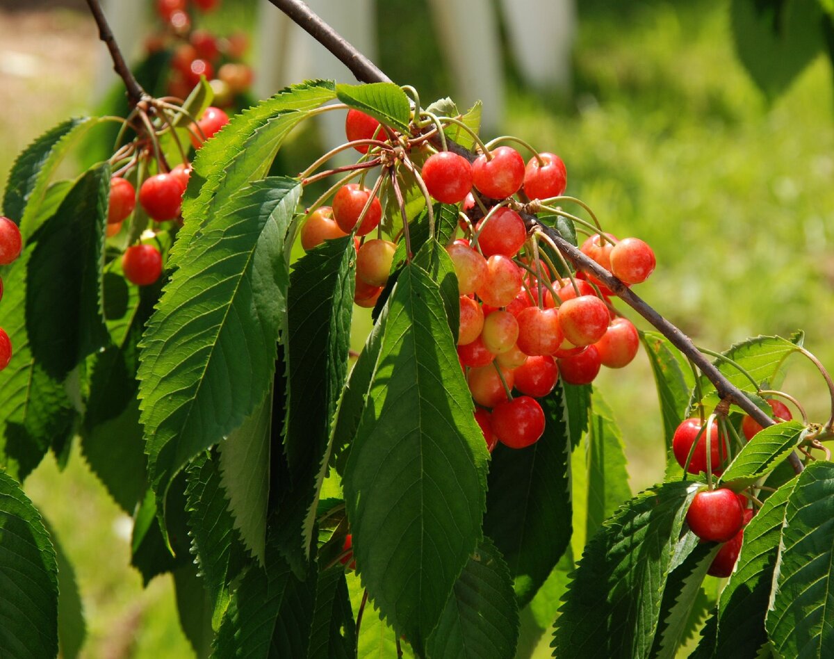 фото с сайта pixabay.com