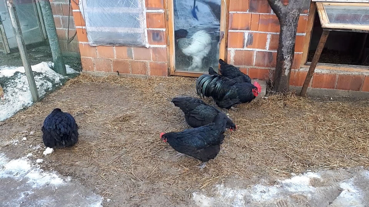 Австралорпы на птичьем дворе