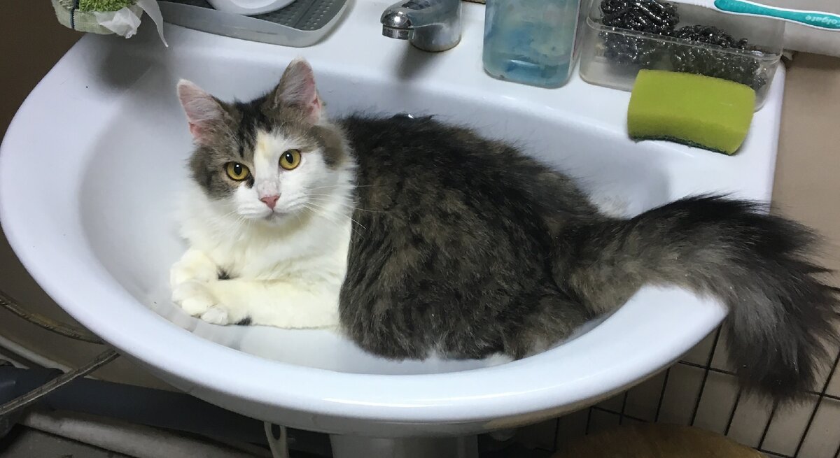 Мой лапы перед едой))