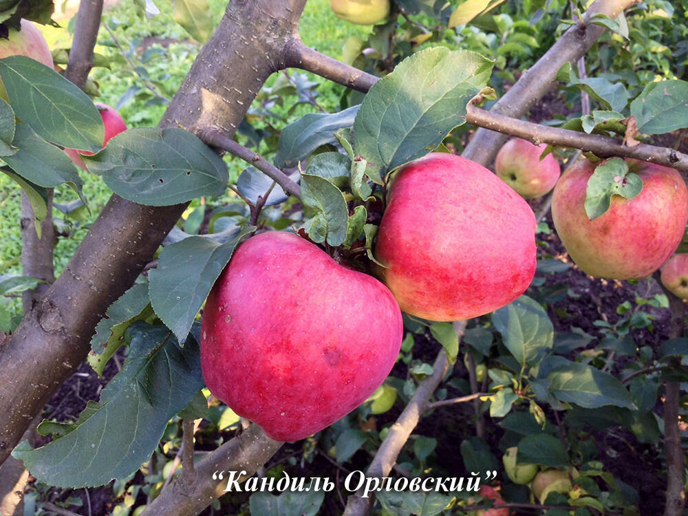 Выбираем яблони: летние, осенние и зимние сорта