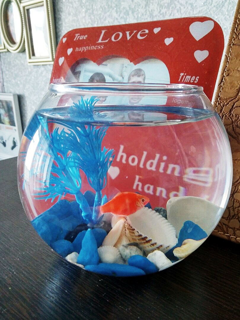 Знакомьтесь, вот он наш Аркадий!🙂🐠