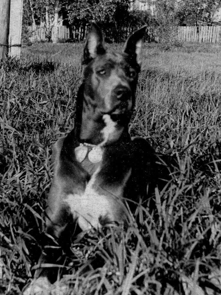 собака Ода. (Фото из архива Василия Максимова)