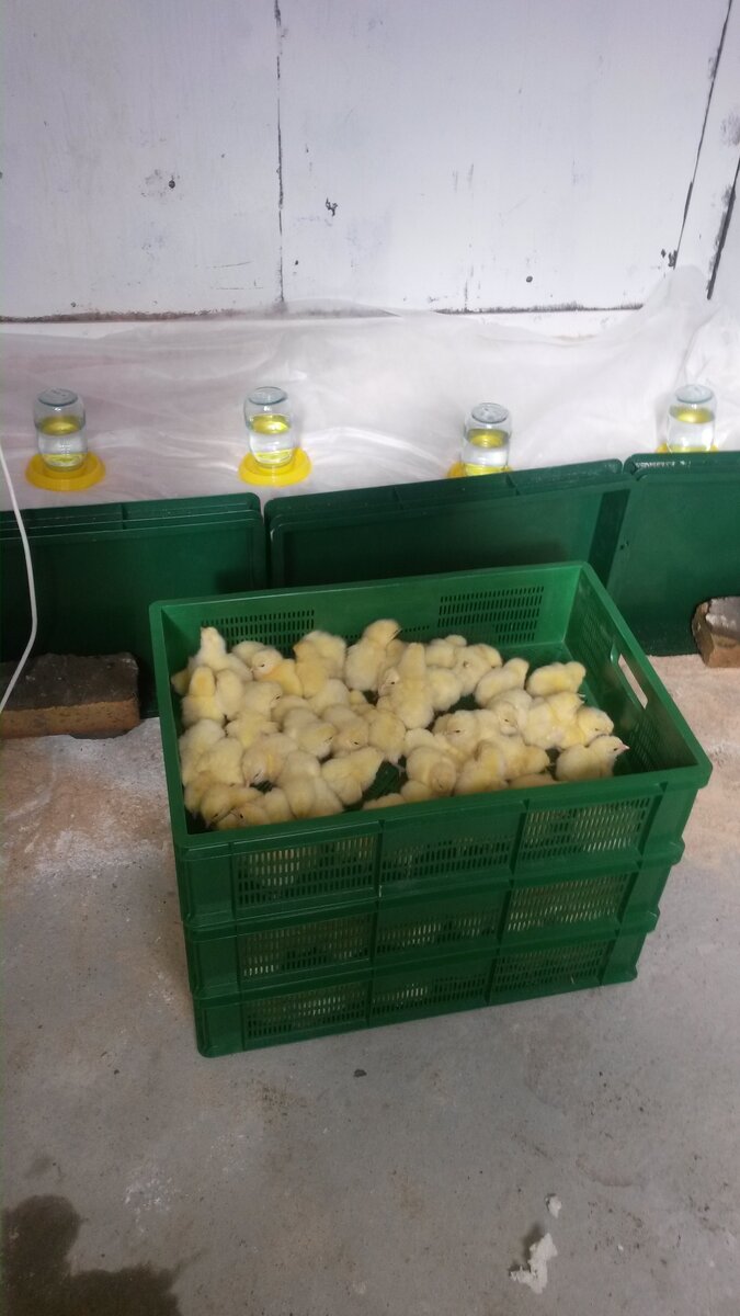 наши цыплятки