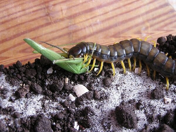 Сколопендра поедает кузнечика