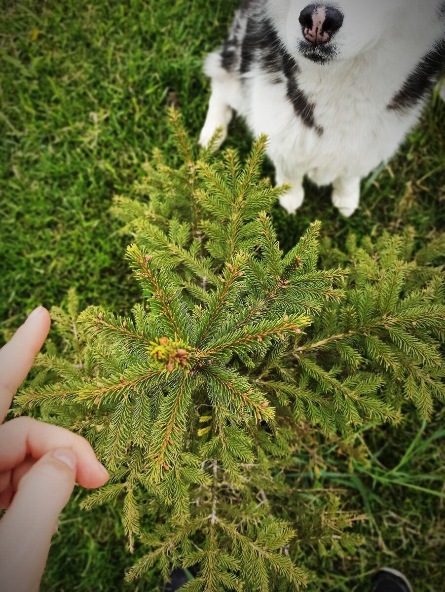 Фото нашей лесной ёлки, той, которая была большая
