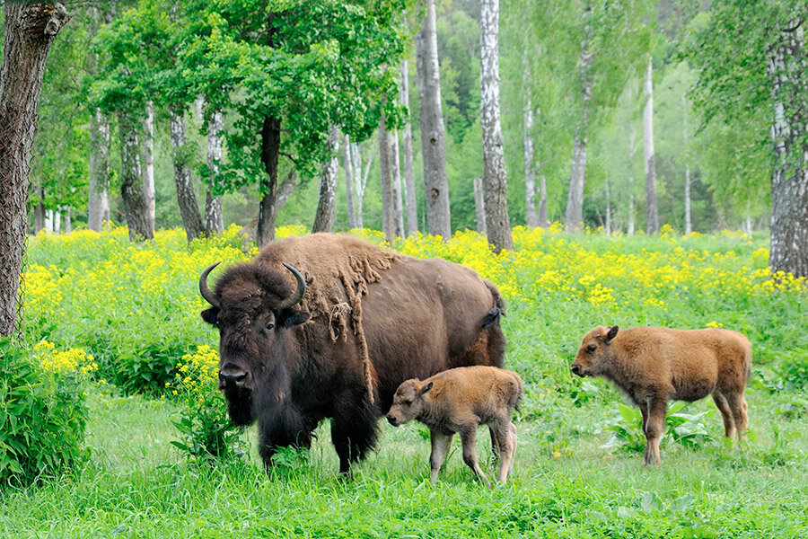 Фото: Oksana Golubeva / Shutterstock