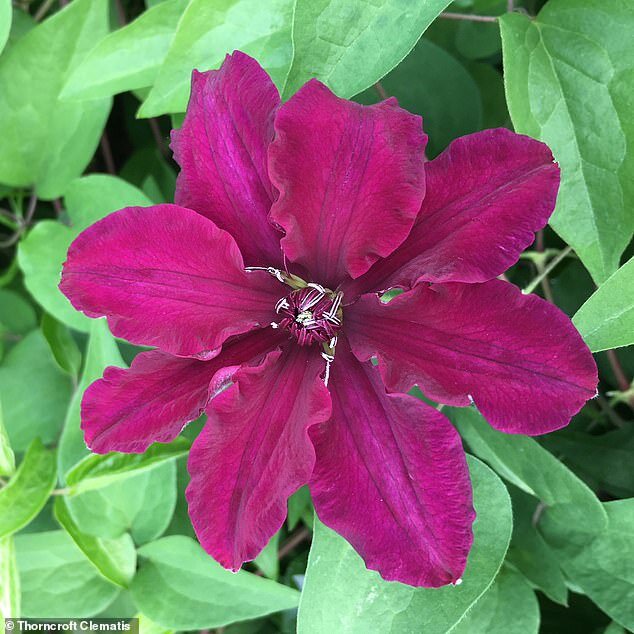 https://www.thorncroftclematis.co.uk/clematis-meghan.html