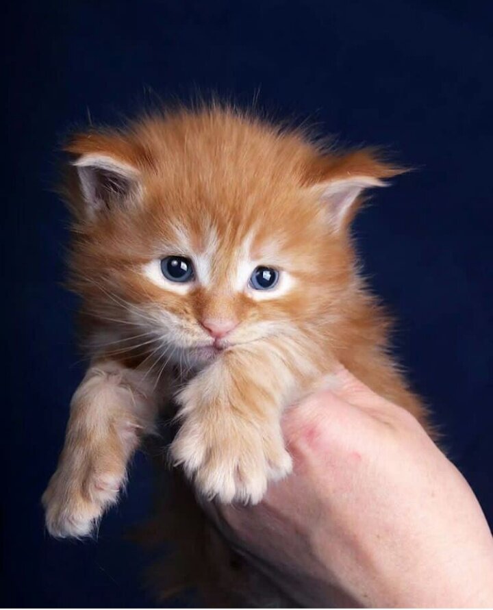 Мой Демид