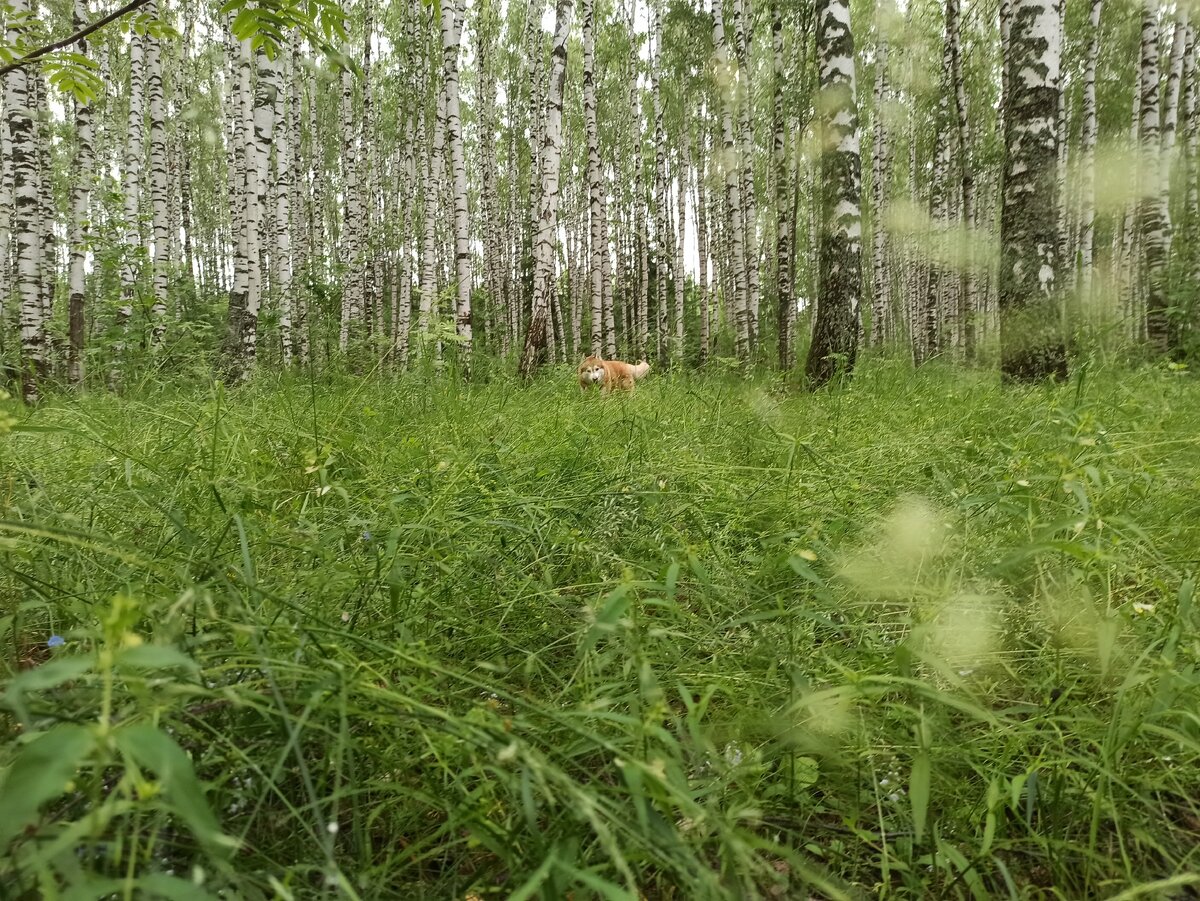 Рыжий хаски Игорь и лесу 