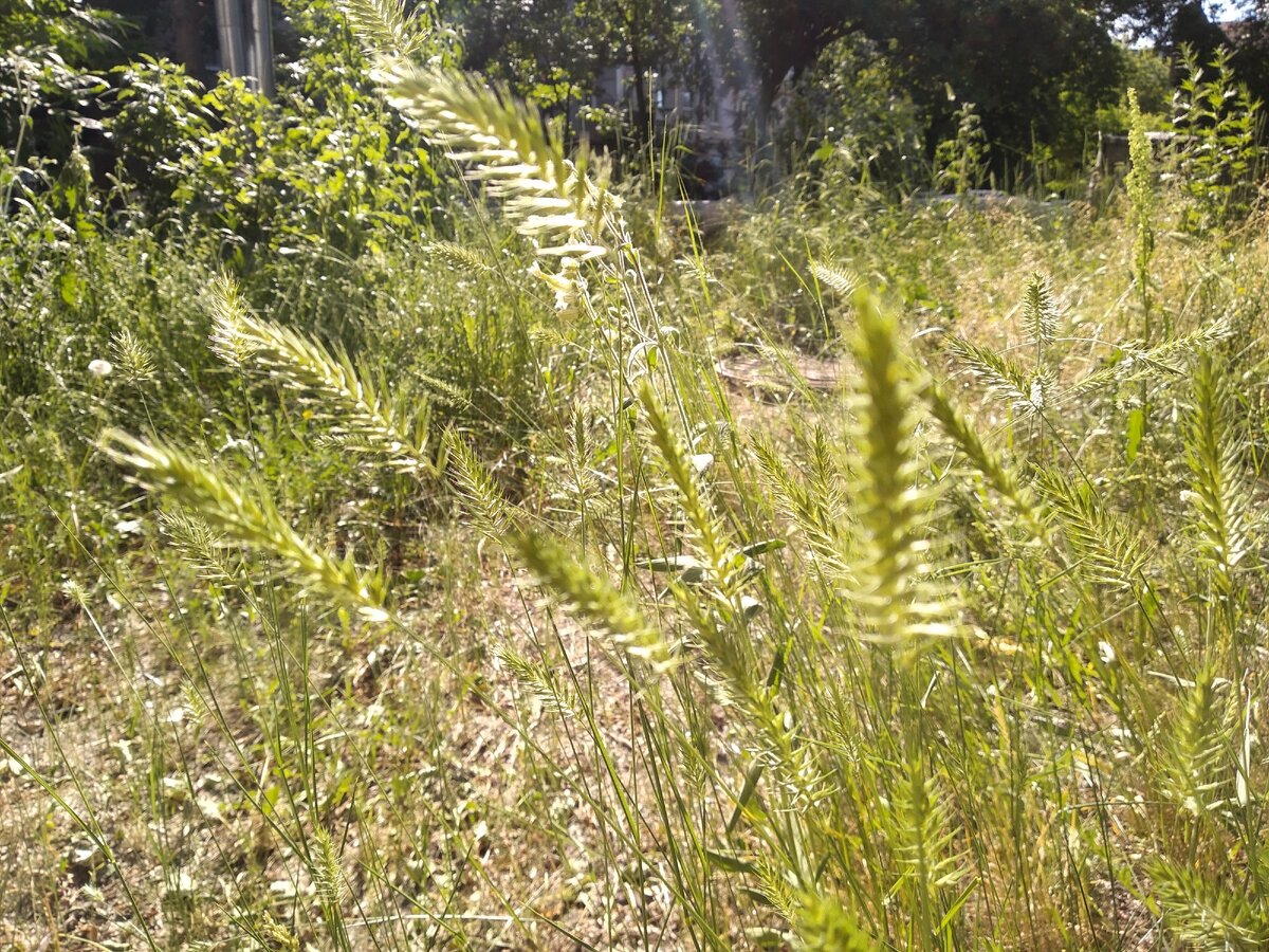 фоткаю сорняки