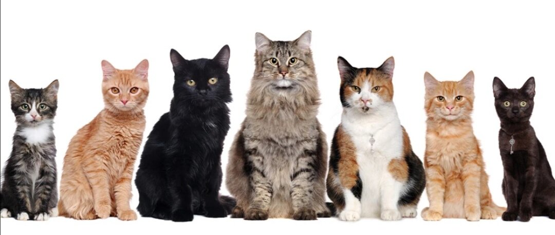 Источник фото - Яндекс картинки