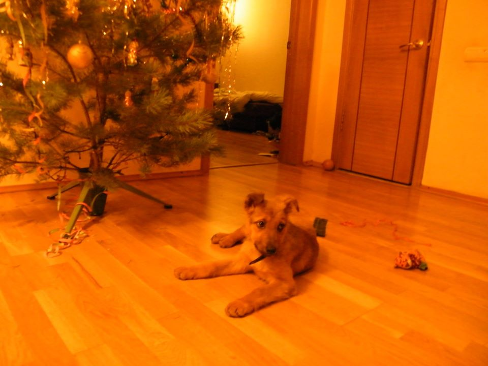 Тот самый щенок (фото Татьяны Ровинской)