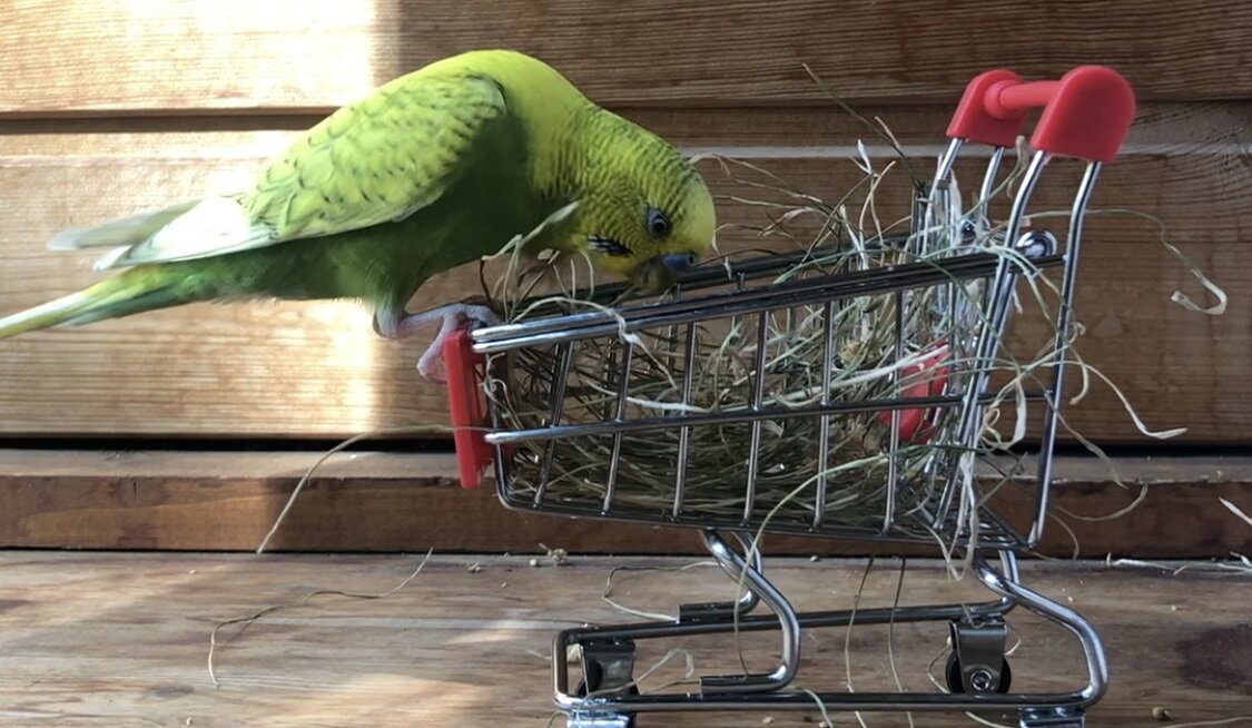 Тэри разгребает "сено" в поисках чумизы