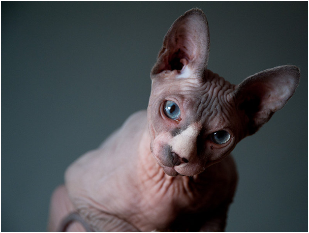 Яндекс Картинки